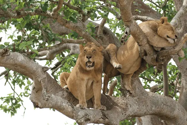 Safari en Uganda y Cataratas Victoria